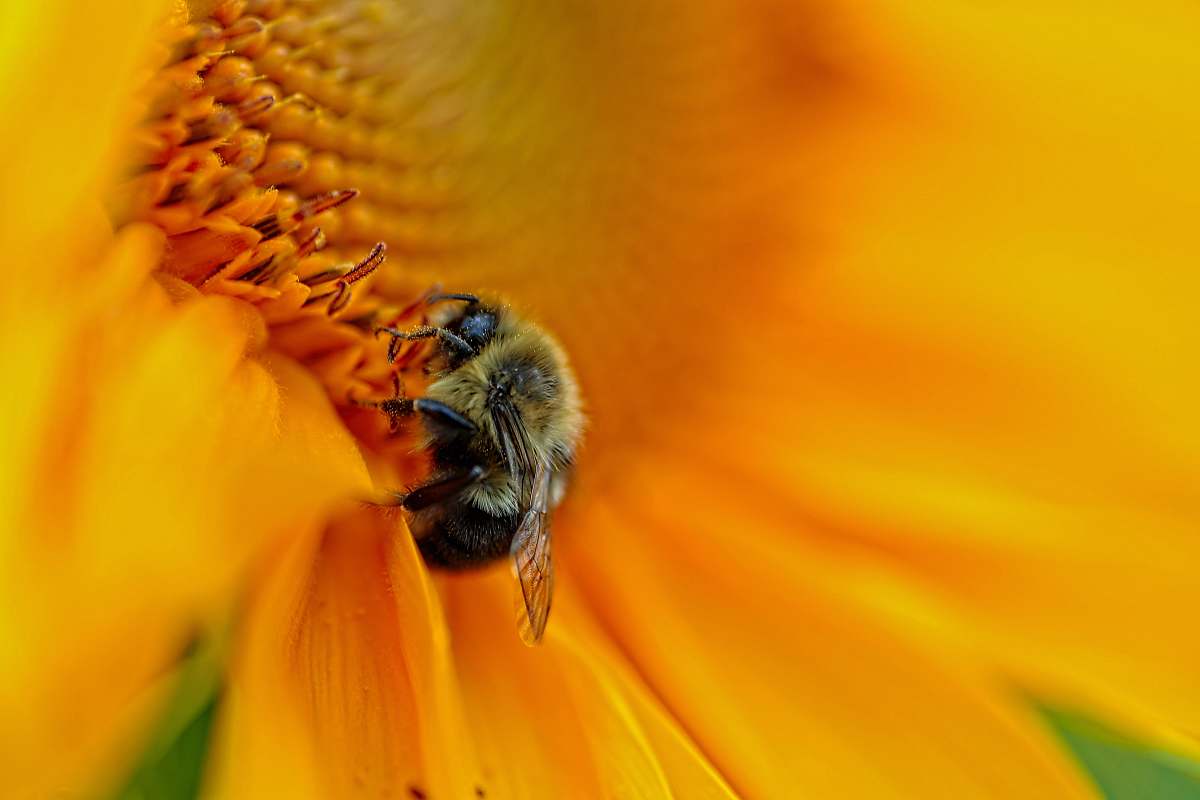 honey bee close-up photography of wasp on sunflower invertebrate